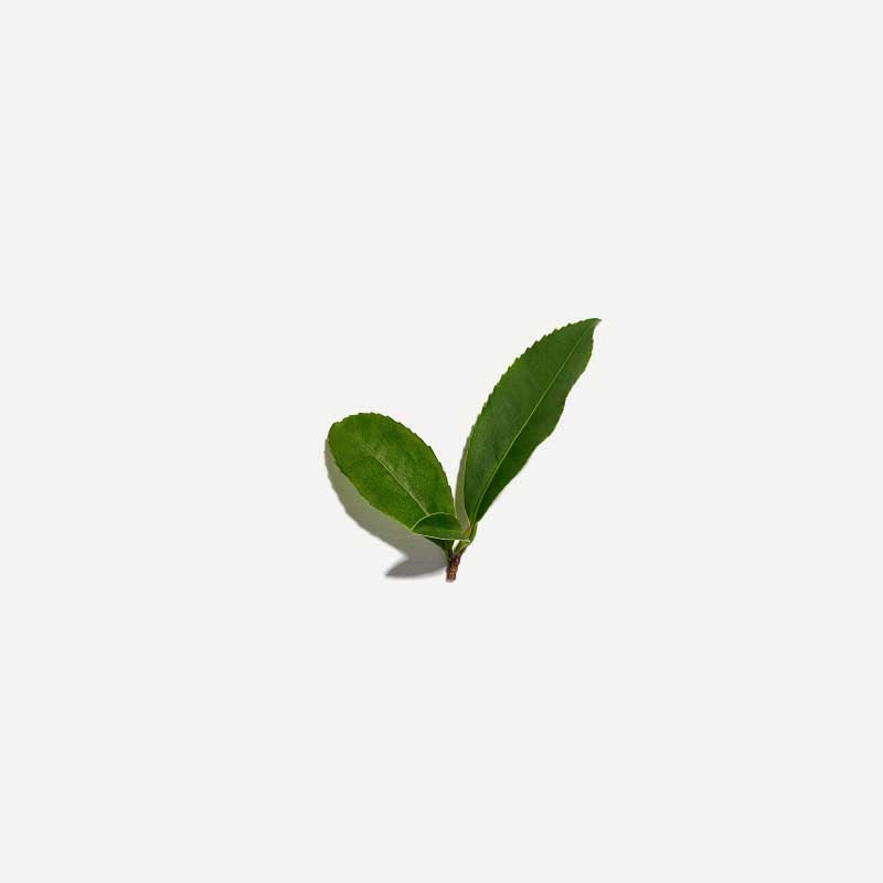 
                  
                    Australian Sencha Tea Loose Leaf 100g
                  
                